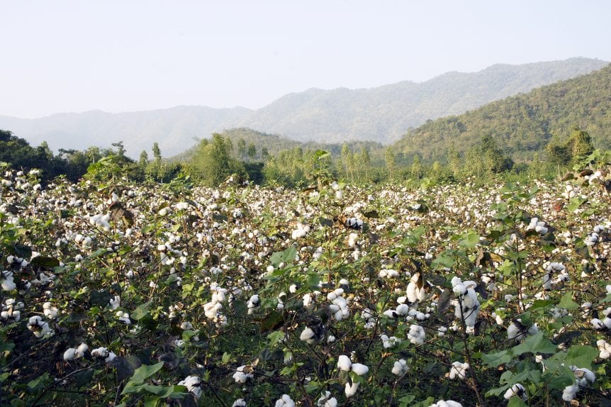 cotton crop