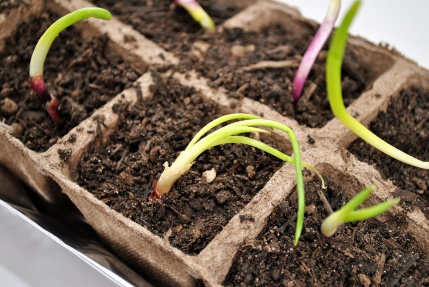 growing onions
