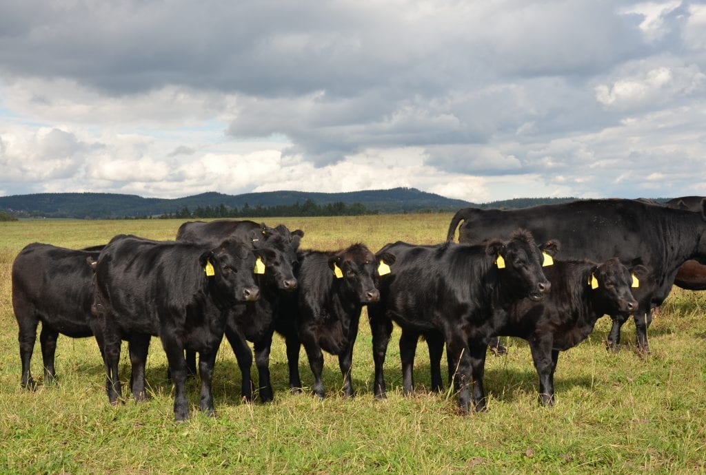July cattle report