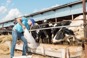 Dairy Innovation Grants