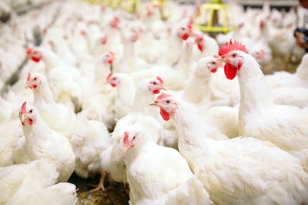 Poultry Contracting Proposal