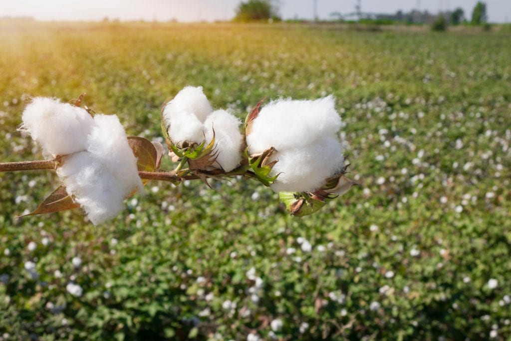 cotton