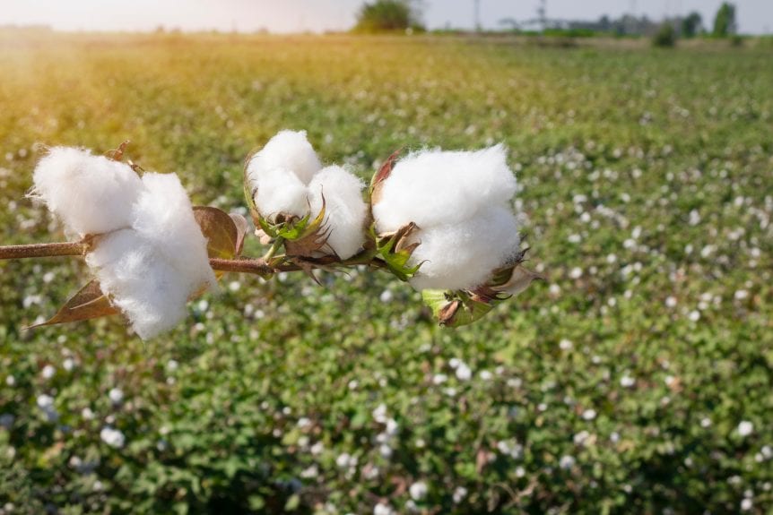 cotton