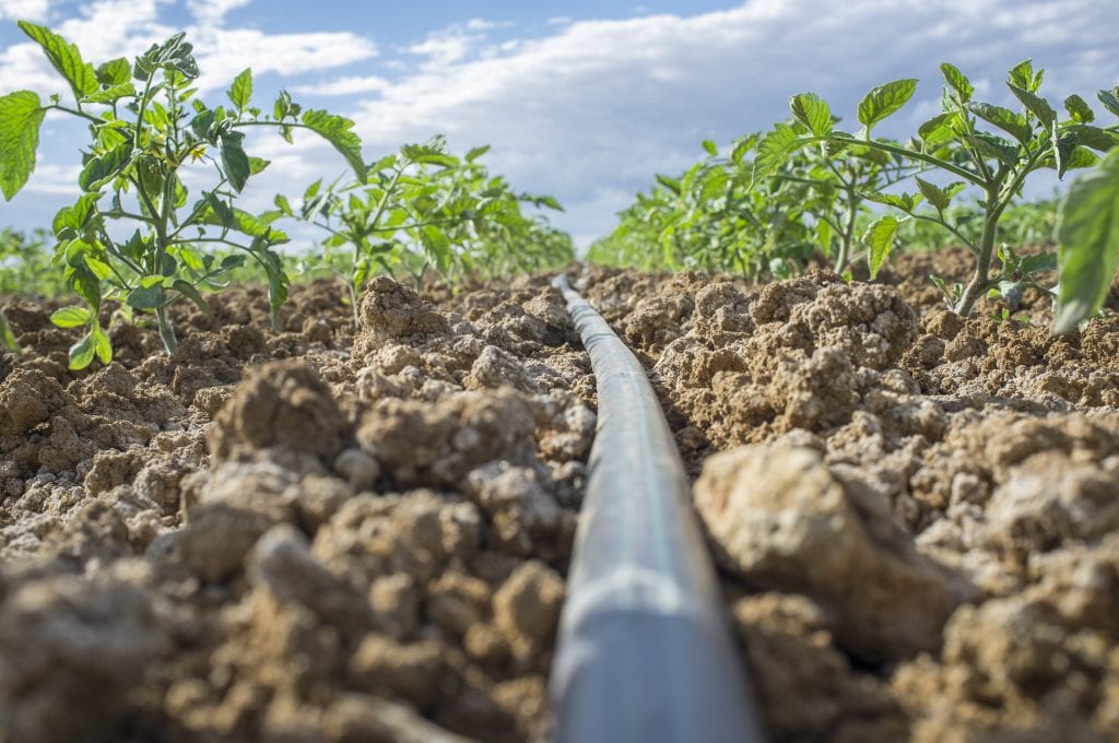 drip irrigation