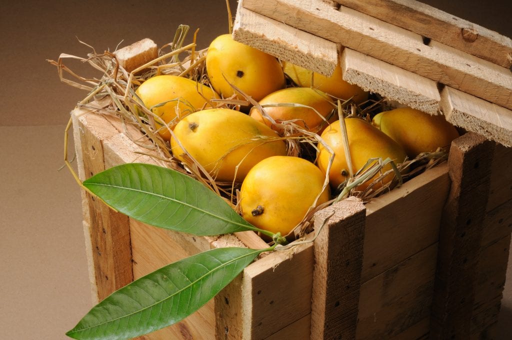 mango industry