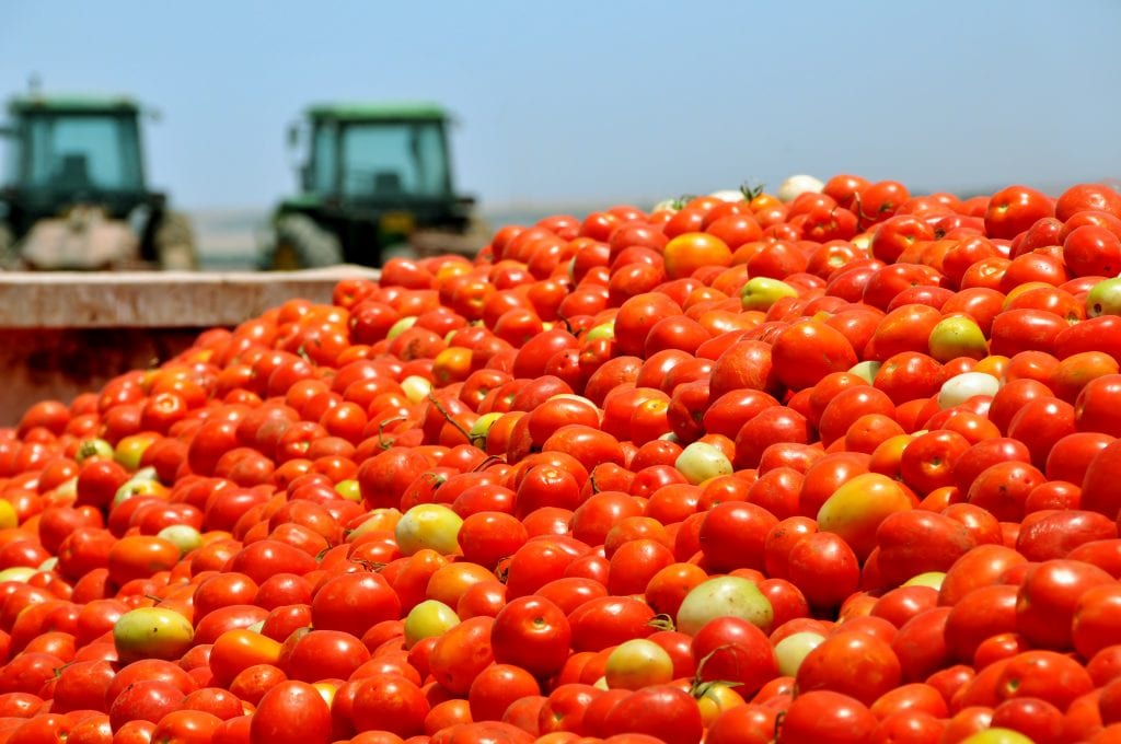 Processing Tomato