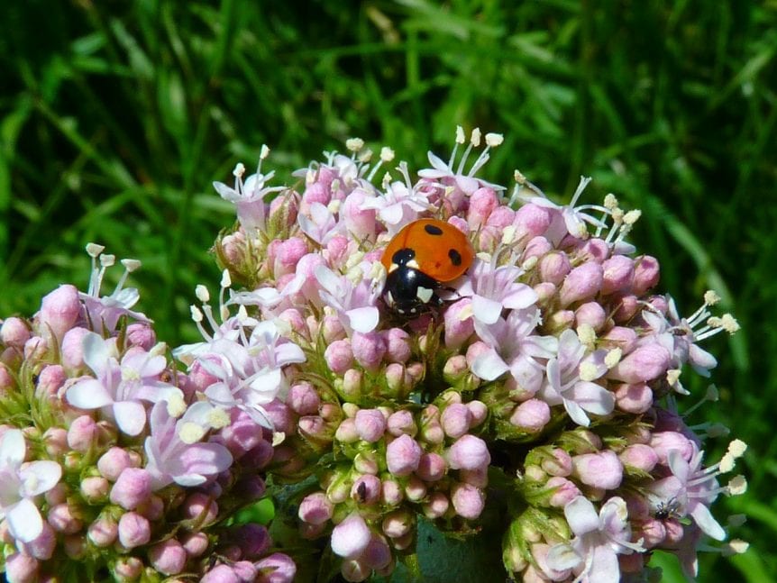 valerian plant