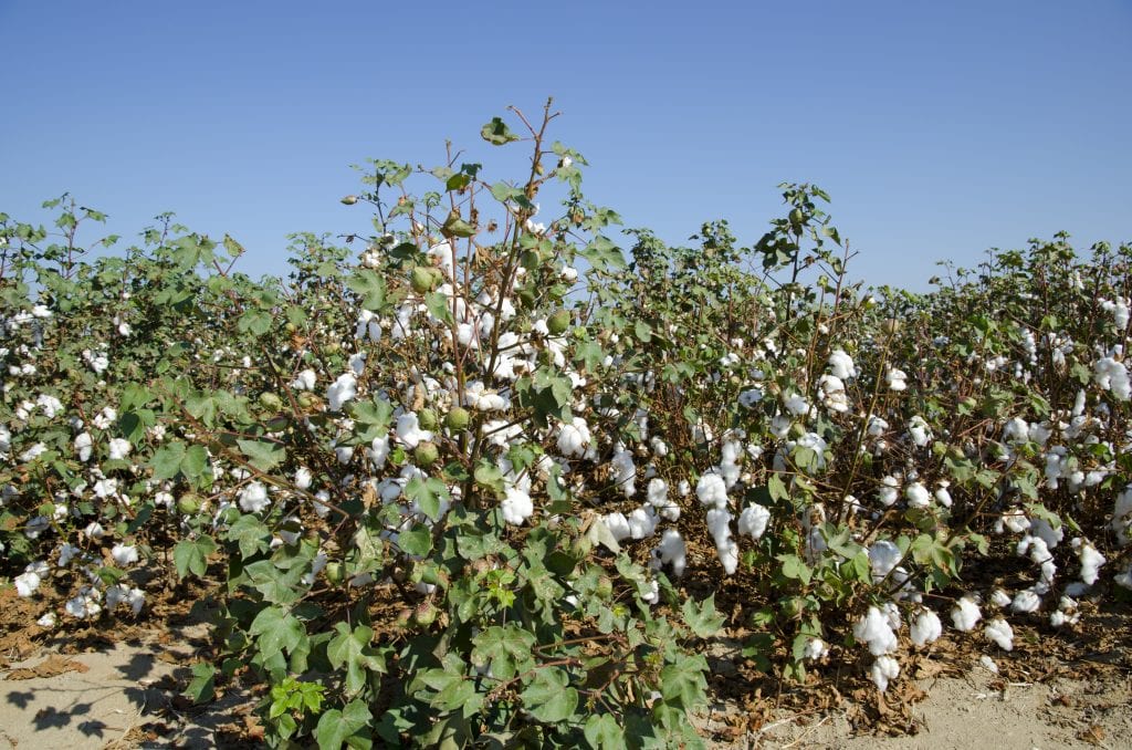 cotton