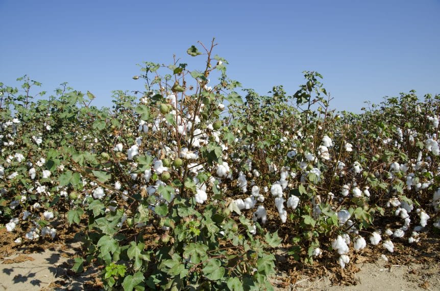 cotton