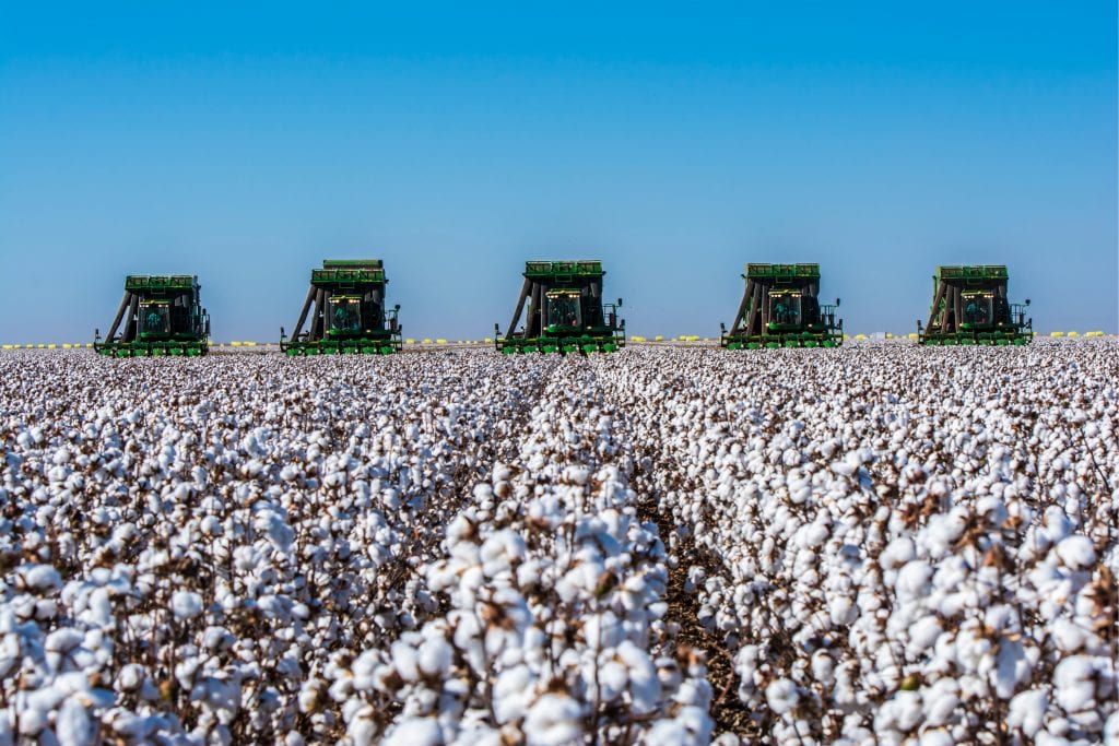 Cotton Plantings