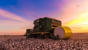 california cotton growers