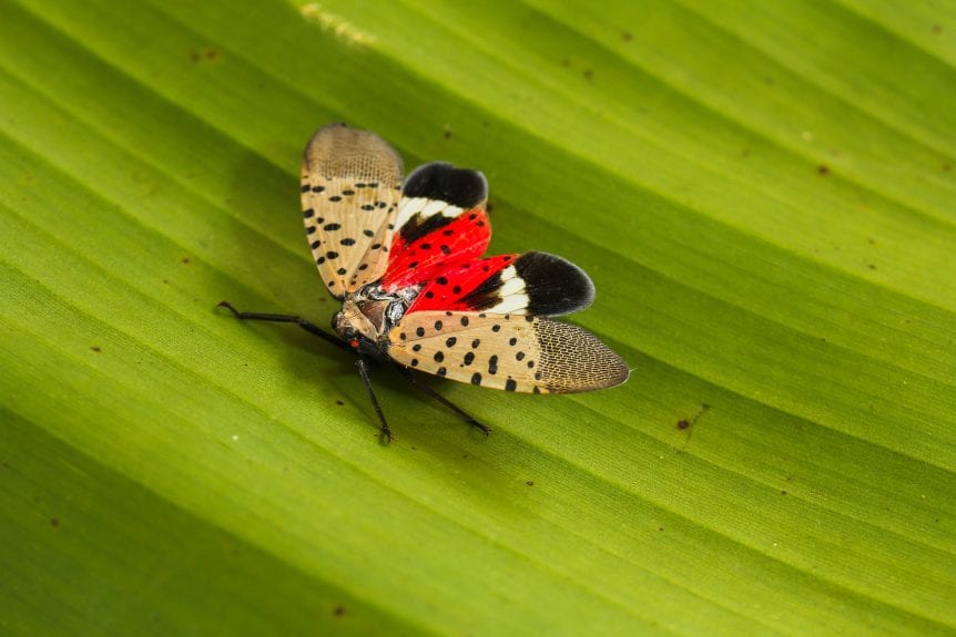 spotted lanternfly
