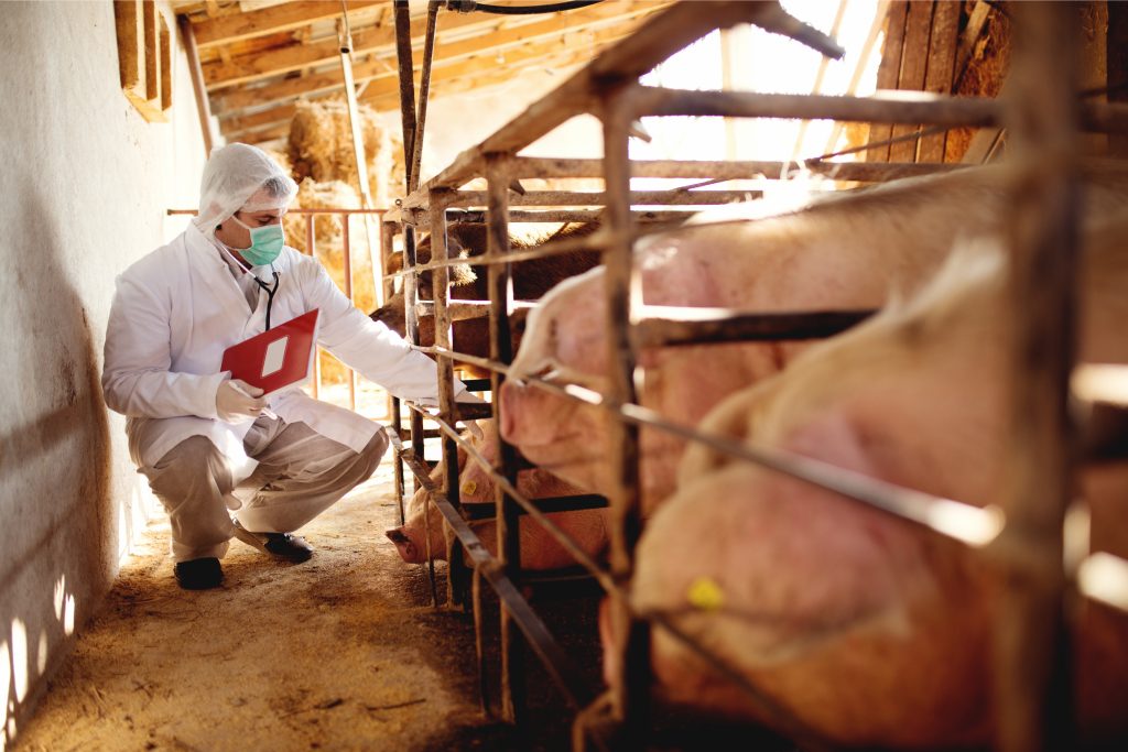 Combating African Swine Fever