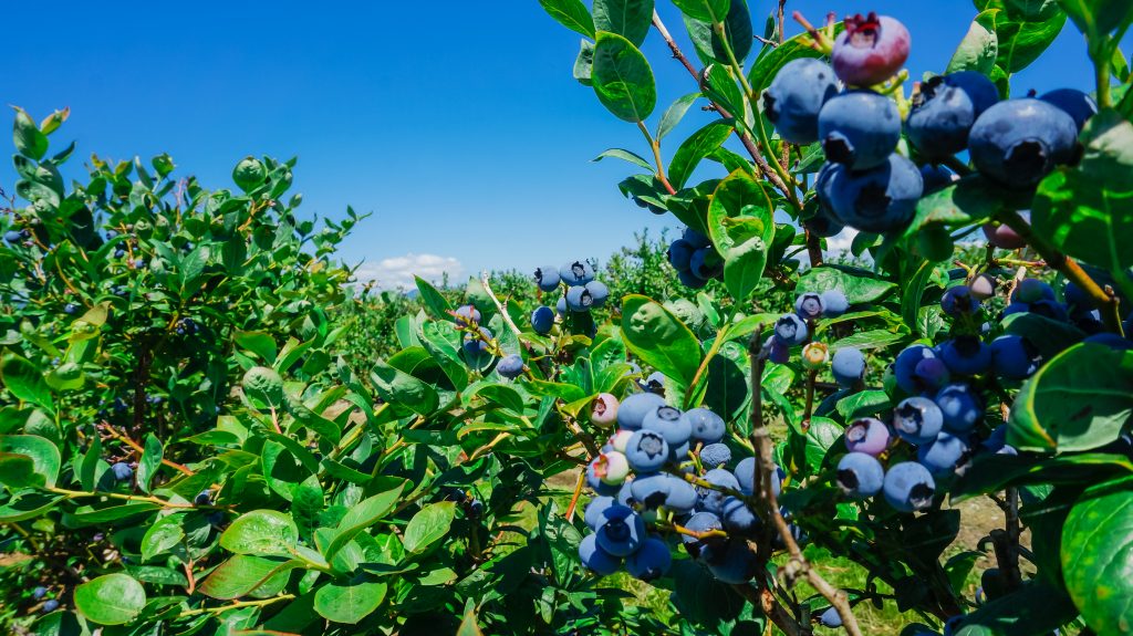 Why, When, And How To Prune Your Blueberries