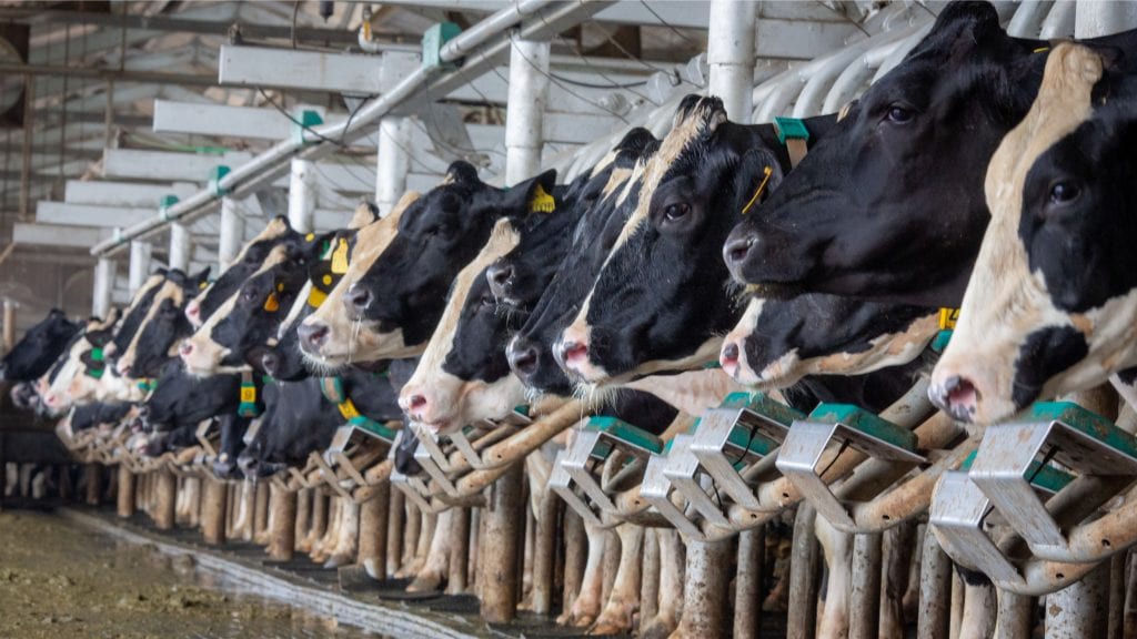 Dairy Margin Coverage