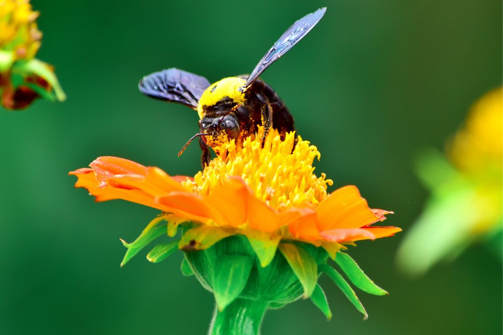 New Pollinator Species to Become Available in California