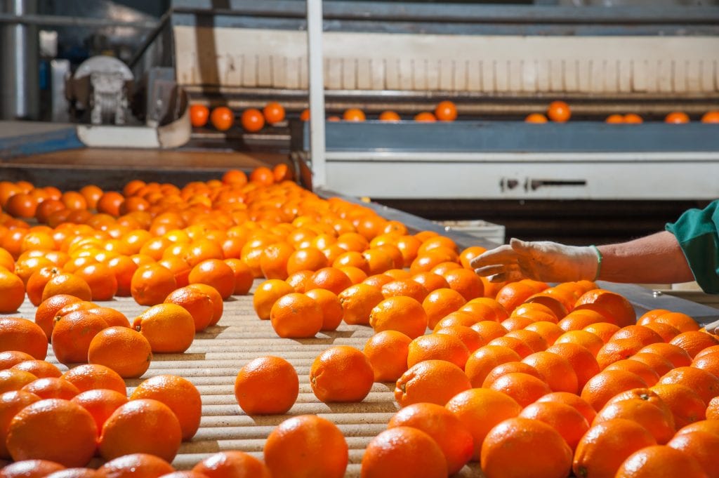Orange Production