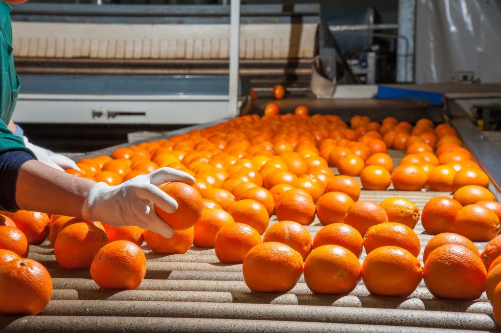 orange production