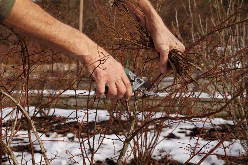 winter pruning