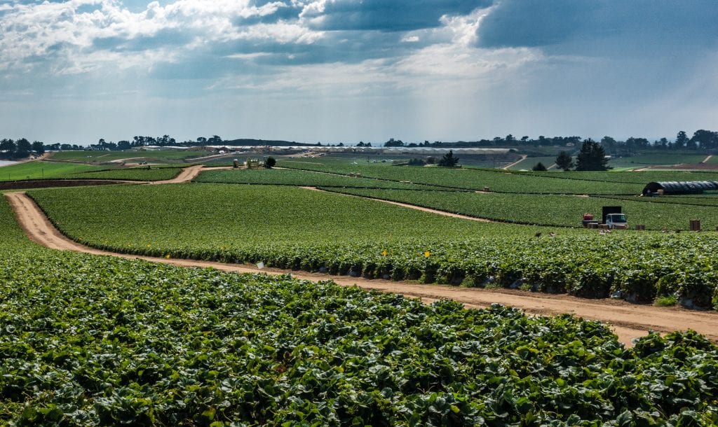 crop acreage reports 