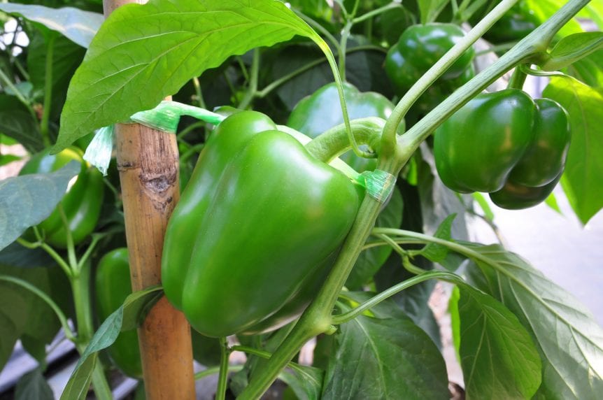 bell peppers