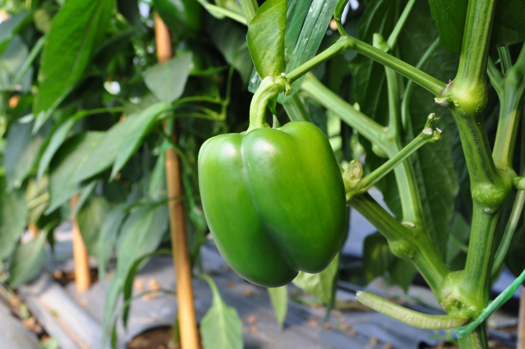 Featured image for “Cooler Weather Delays Coachella Valley Bell Pepper Harvest”