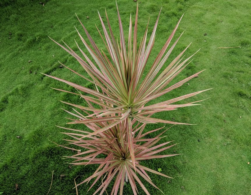Madagascar Dragon Tree