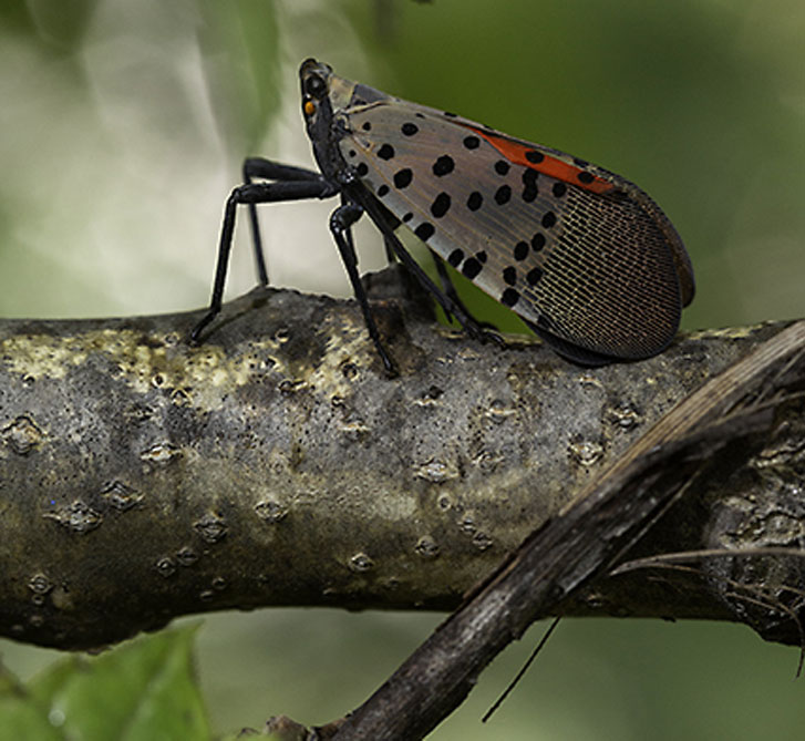 spotted lanternfly