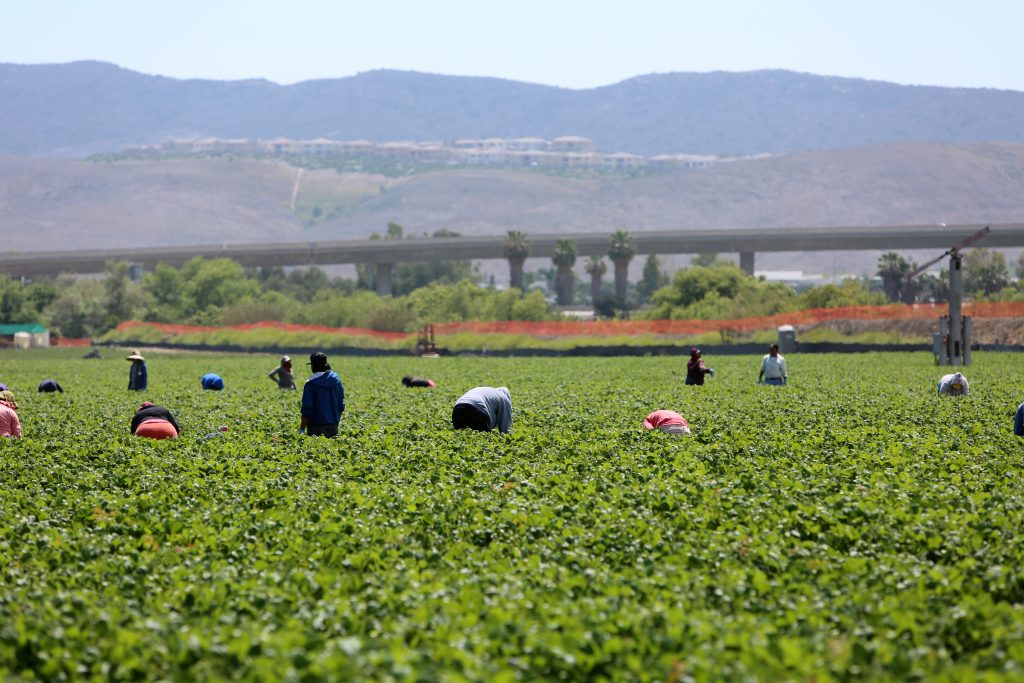 Featured image for “Agricultural Groups Warn Immigration Enforcement Is Disrupting Food Production”