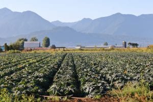 Specialty Crop Investment