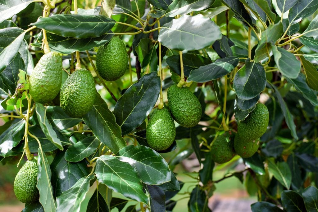 California Avocado Season