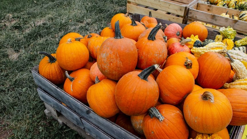 pumpkin season
