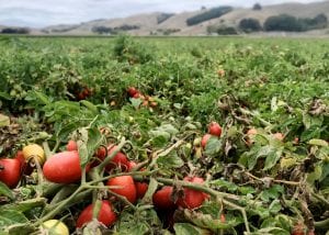 Tomato Spotted Wilt Virus