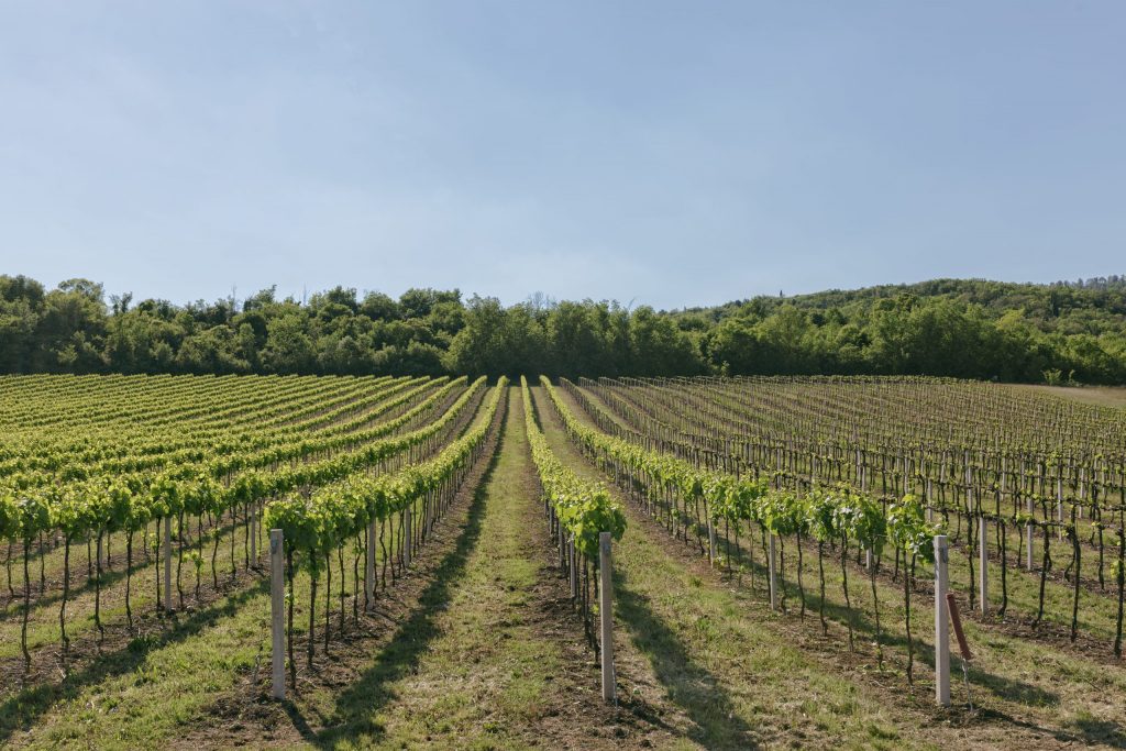 Featured image for “Grape Growers Facing Odd Year for Disease Pressures”