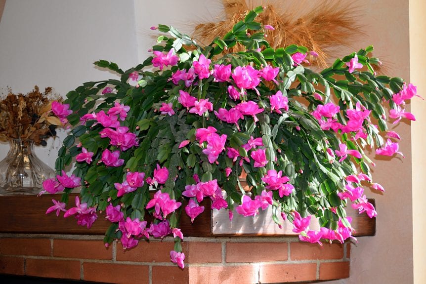 christmas cactus