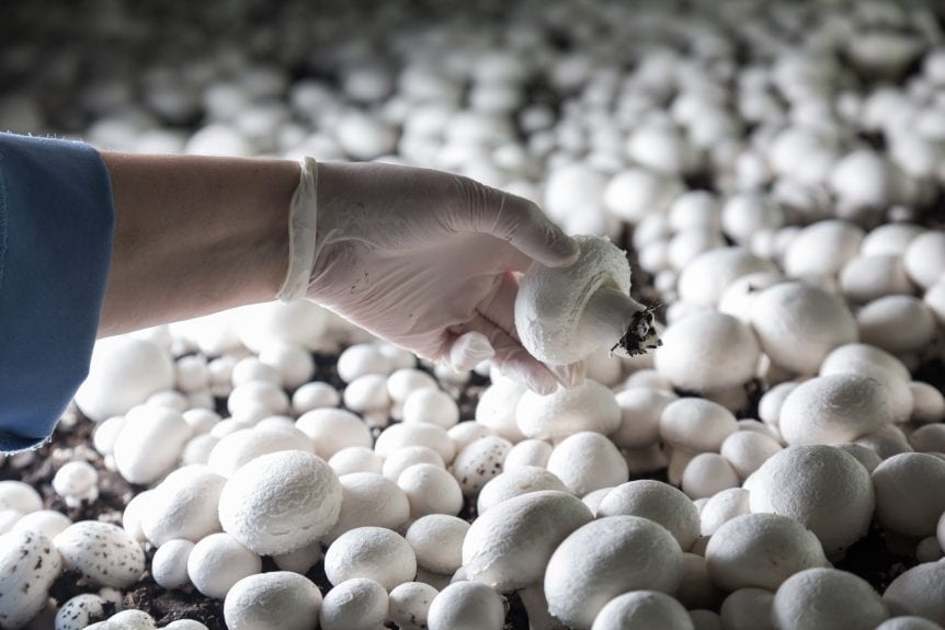 mushroom growing kits