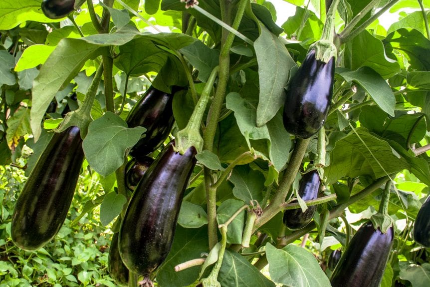 eggplant harvest