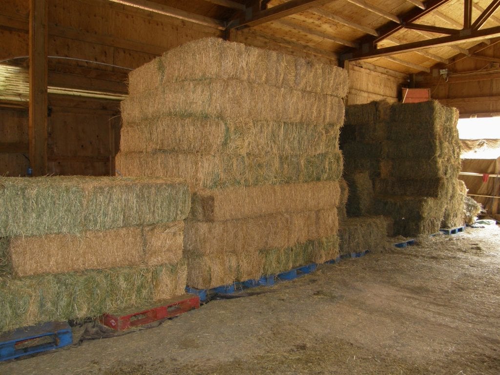 livestock hay feed
