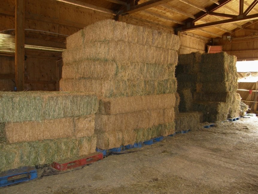 livestock hay feed