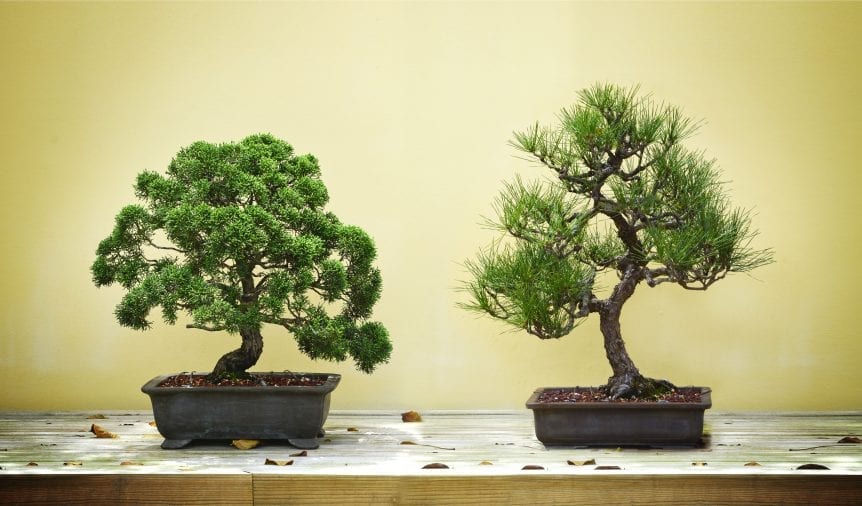bonsai trees
