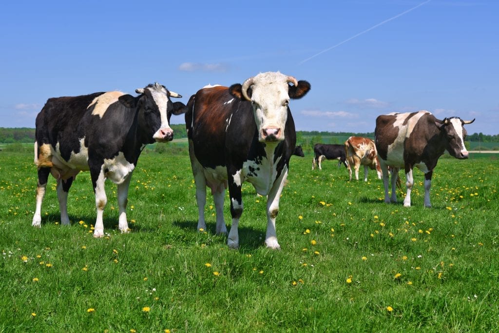 Drought-Impacted Ranchers