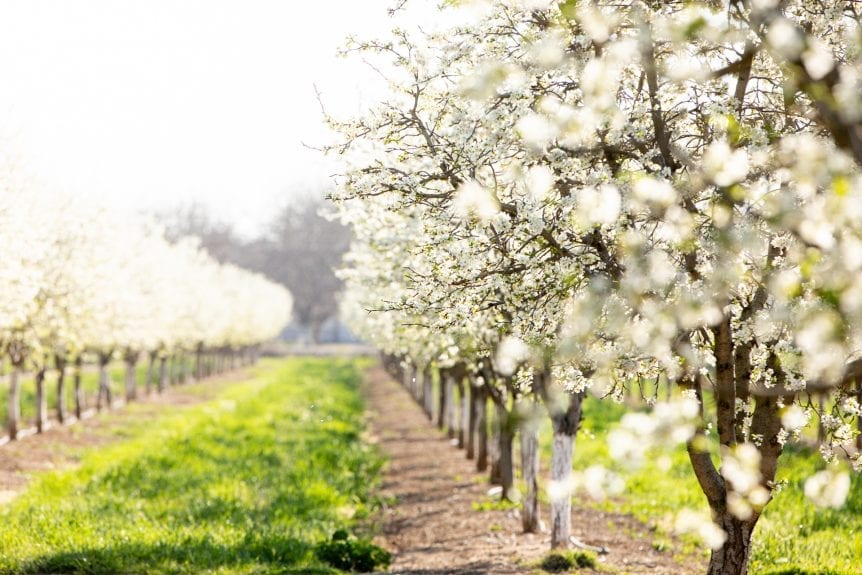 California Prune Board