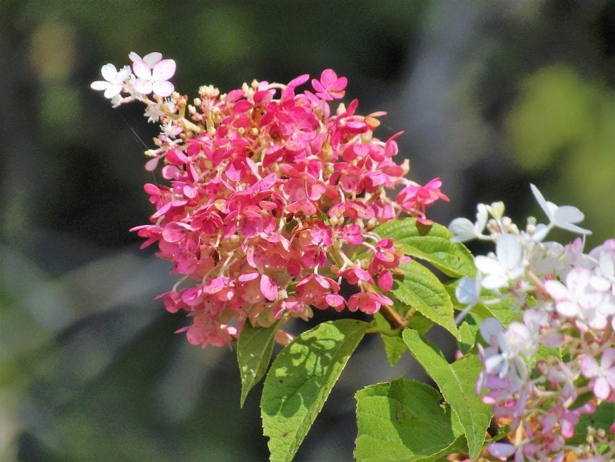 Vanilla Strawberry Hydrangea