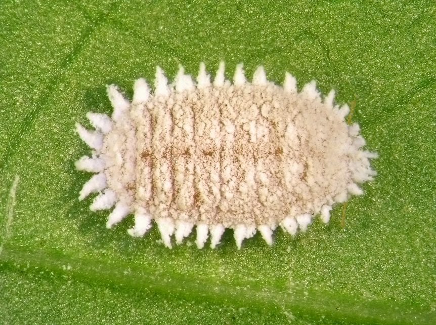 vine mealybug
