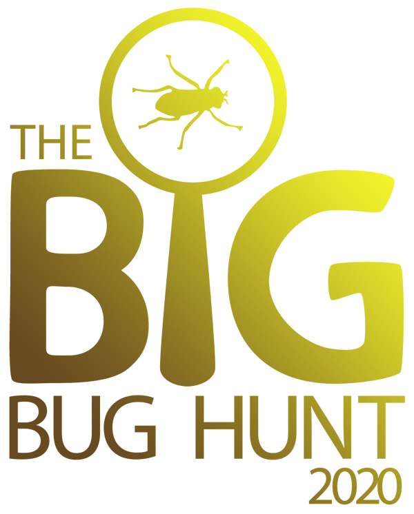 The Big Bug Hunt