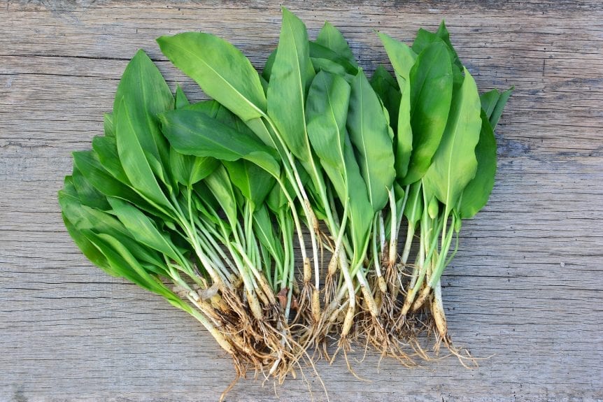 ramps - wild leeks