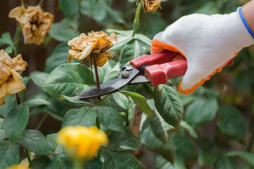 Pruning Roses Can Be Intimidating Pruning Roses Can Be Intimidating