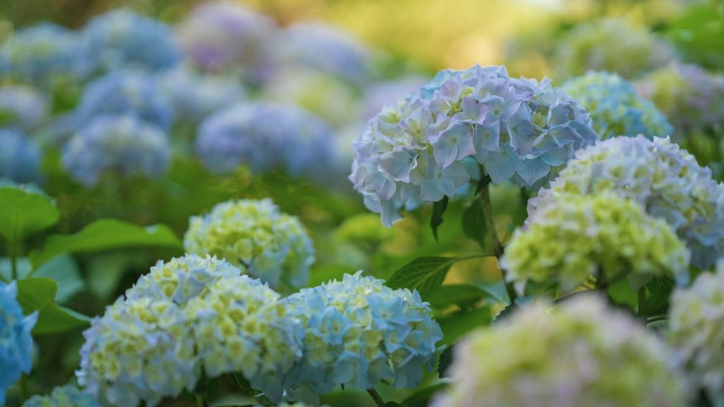 hydrangeas