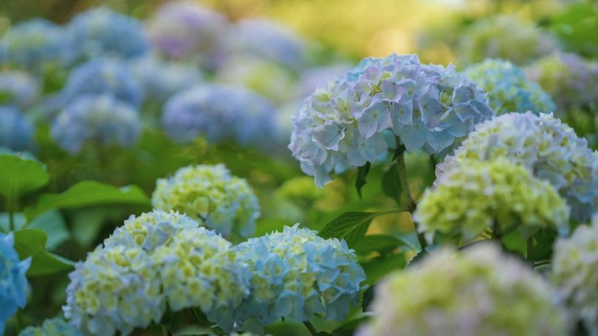 hydrangeas