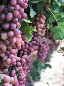 California Table Grape Commission